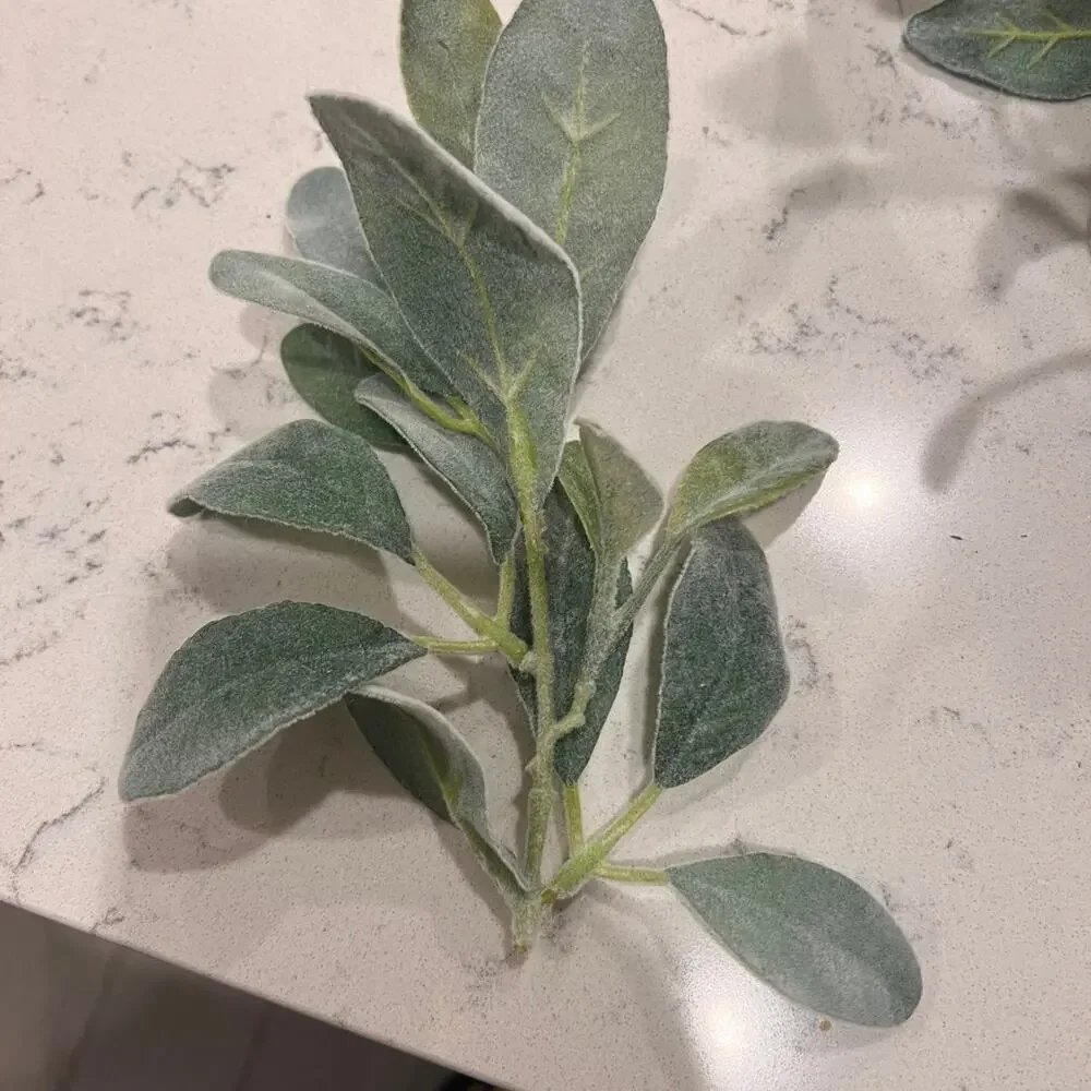 13 Lamb’s Ear Stems